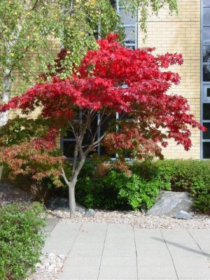 Photo Acer plant Photo Acer plant